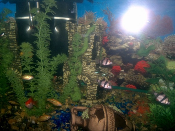 Фотографии аквариумов X_1d50008a